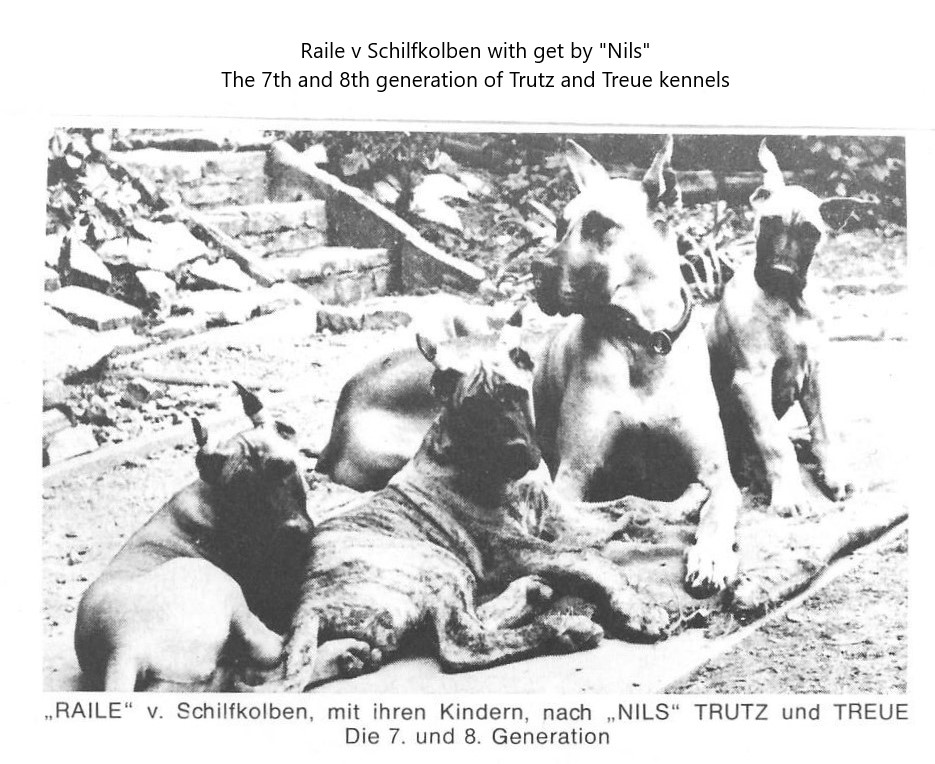 Raile v Schilfkolben